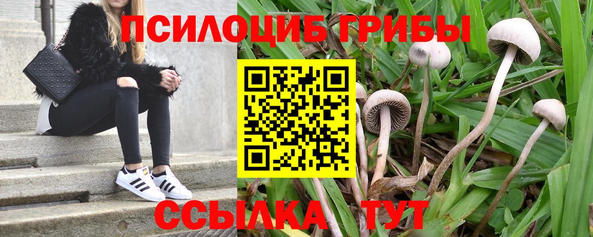 Галлюциногенные грибы мухоморы  Вход с VPN  Тайшет  Псилоцибиновые грибы мухоморы 
